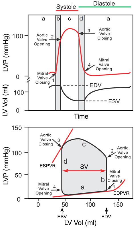 Cv Physiology Ventricular Pressure Volume Relationship