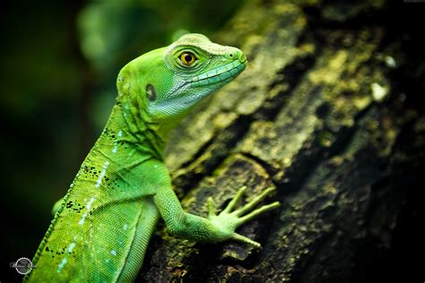 Green Lizard With Yellow Eyes On The Tree Wallpapers And Images