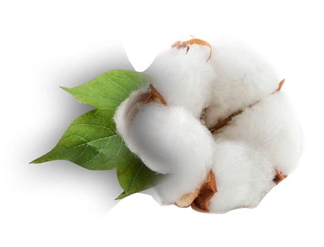 Cotton LEADS - US Regulation Infographic
