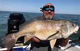 Home ›› freshwater fish ›› malaysia freshwater fish. Freshwater Drum Sheepshead Charter - Nibble This Charters