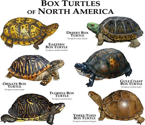 Gulf Coast Box Turtle Alchetron The Free Social Encyclopedia