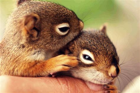 Pin By Melita Bem On Squirels Baby Squirrel Cute Squirrel Baby Animals