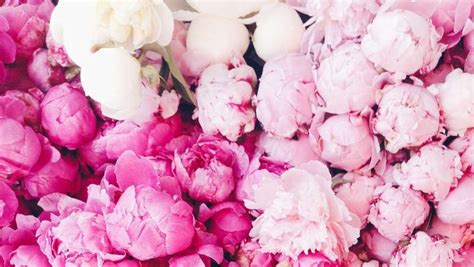 Surprising Facts All Peony Enthusiasts Should Know You Can Grow Peonies In The South Planting