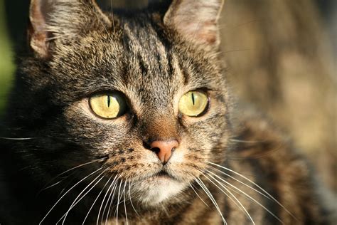 Selective Focus Of Brown Tabby Cat Face Hd Wallpaper Wallpaper Flare
