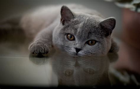 Wallpaper Look Reflection Muzzle Foot Cat British Shorthair Images