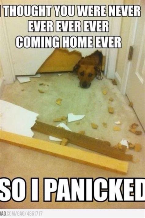 Overly Attached Dog Funny Animal Pictures Funny Dogs Funny Animals