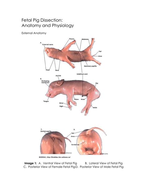 Fetal Pig Dissection Diagram Labeled