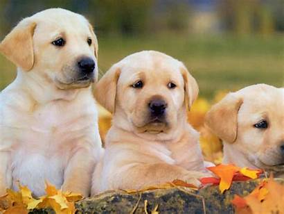 Labrador Retriever Puppies Dog Retriver Yellow Labradors