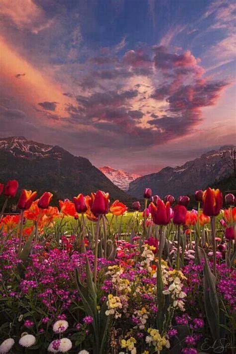 Tulip Mountain Vistas In 2019 Nature Photography Tulips Beautiful