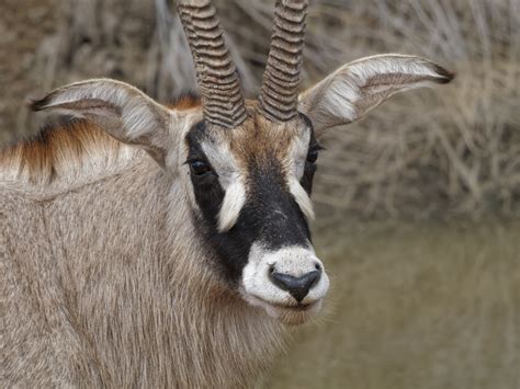 Selati Roan Antelope Howies Wildlife Images