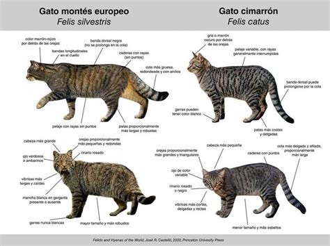 Diferencias gato montés y doméstico Gatos Animales Infografia