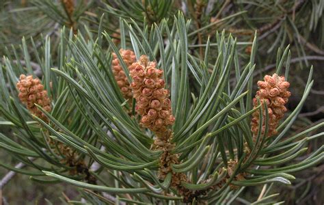 Pinyon Pine Pinus Edulis