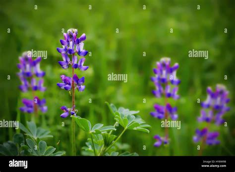 Selective Focus On One Lupinus Plant Bearing Purple Flowers In A Field