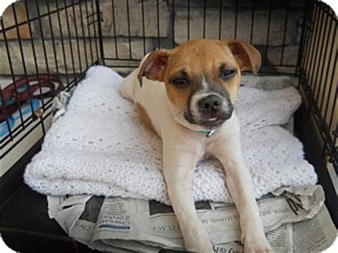 Humane society of union county (north carolina). Charlotte, NC - Jack Russell Terrier. Meet Buddy a Pet for ...