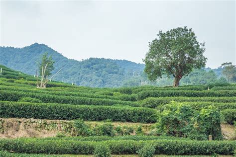 Tea Plantation In China Stock Photo Image Of Landscape 90988878