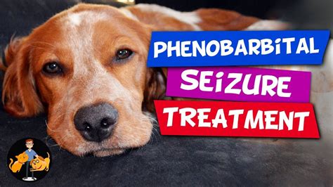 Best dog food for senior springer spaniels. Phenobarbital in Dogs - the Best Epilepsy and Seizure ...