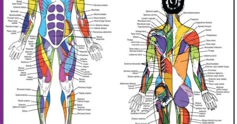 Female Muscular System Diagram