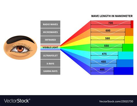 Visible Light Spectrum Color Waves Length Perceived By Human Eye