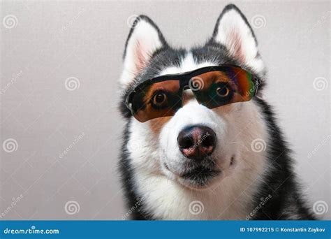 Husky Dog Wearing Ski Goggles Stock Image Image Of Husky Animal