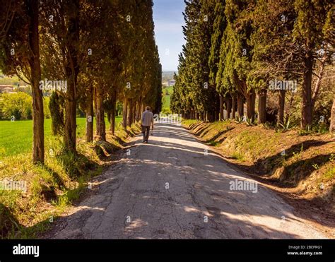 An Old Man Holding Flowers Walking Down A Country Road Lined With