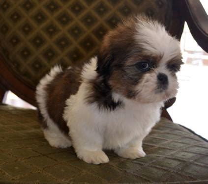 Bekijk meer ideeën over witte boxers, boxer puppy, boxerhonden. Adorable Shih-Tzu puppies CKC for Sale in Fayetteville ...