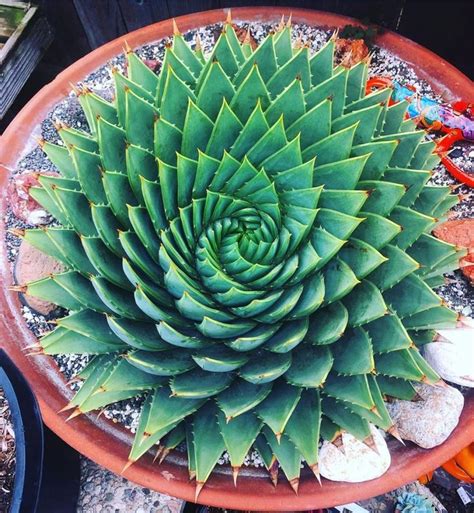We all know the aloe vera plant and its immense health benefits, but not its many different types. How the Aloe Vera Succulent can Help with Eczema | Aloe ...