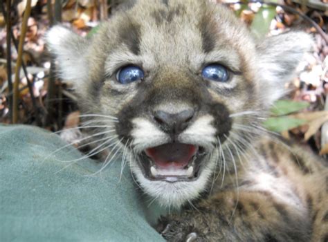 Hundreds Of Florida Panther Sightings Reported Endangered Species