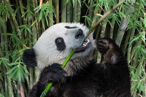 Young Panda Bear Eating Bamboo Photograph By Arterra Picture Library