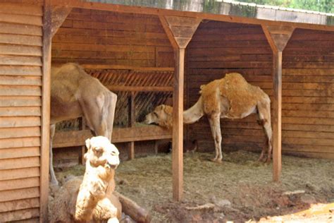 Amazon's choice for camel milk. A Fan of Camel Milk Struggles to Start a Drome-dairy - WSJ