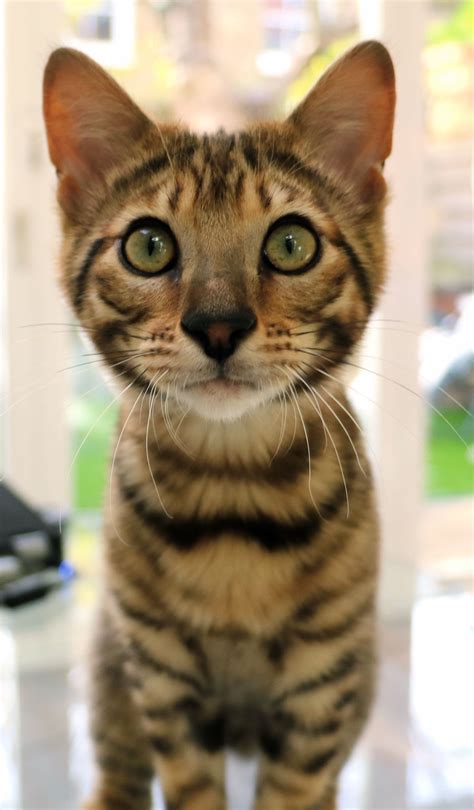 Month Old Toyger Kitten Relatively New Breed Of Cat In The Uk And