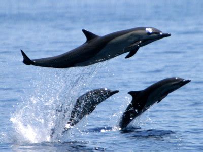 delfines