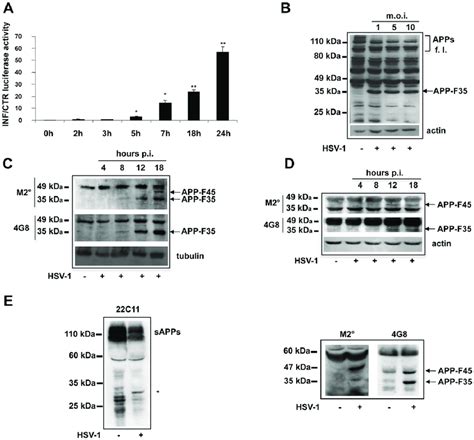 Herpes simplex virus (hsv) is a ubiquitous pathogen of humans. HSV-1 alters APP processing in neuronal cells promoting ...