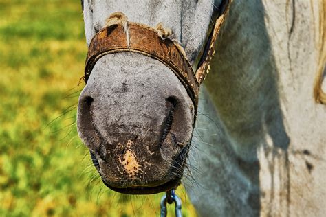 Nasal Polyps In Horses Symptoms Causes Diagnosis Treatment