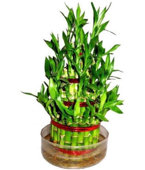Green Plant Indoor Gp032 Indoor Bamboo Plant Buy Green Plant Indoor