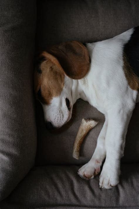 5000 Best Beagle Puppy Photos · 100 Free Download · Pexels Stock Photos