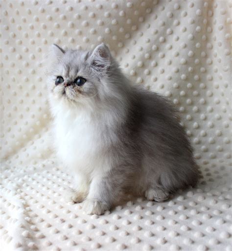 Persian Cat Mixed With Scottish Fold Dogs And Cats Wallpaper
