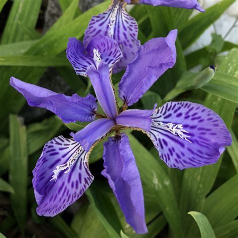 Iris Tectorum Japanese Roof Iris
