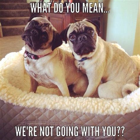 The 28 Funniest Pug Memes Of All Time The Paws