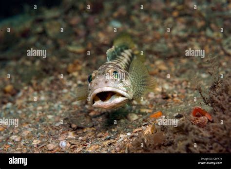 Male Banded Jawfish Opistognathus Macrognathus Digs And Prepares His