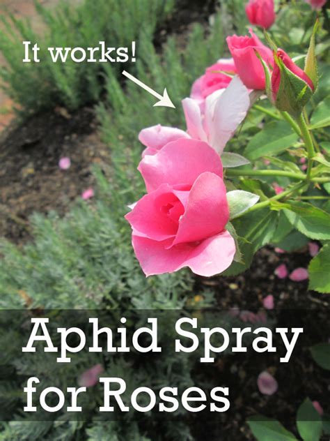 Home Made Aphid Spray For Roses
