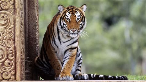 1600x1200 Resolution Brown And White Tiger Nature Animals Tiger