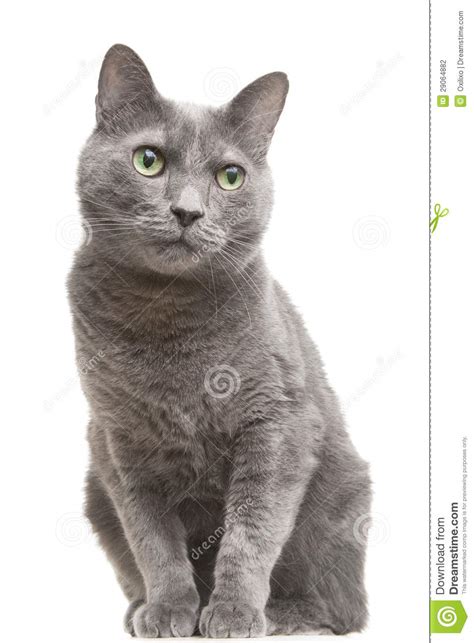 Russian Blue Cat With Green Eyes Sitting On Isolated White