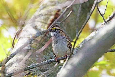 White Throated Sparrow In Autumn Photograph By Debbie Oppermann Fine