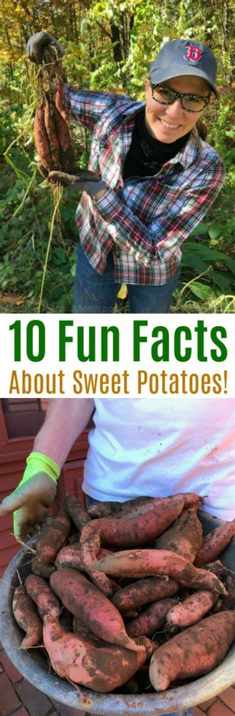 10 fun facts about sweet potatoes one hundred dollars a month potato facts sweet potato