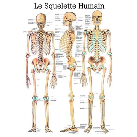 Planche Anatomique Le Squelette Humain Squelette Anatomie Okgo Net