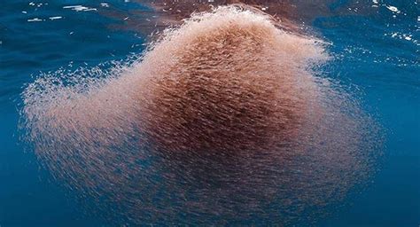 What We Can Learn From Studying Antarctic Krill Saildrone