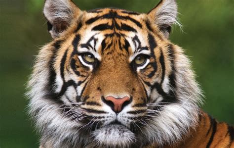 Nepal Triples Its Wild Tiger Population Since 2009 Great Walks