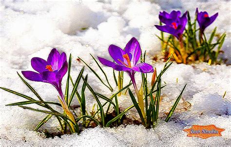 Animated Spring Flowers Screensavers Free Best Hd Wallpapers Posted
