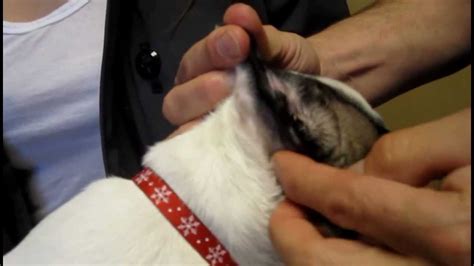 If you notice a buildup of mucus or foreign matter in or. How to Clean Dog Ears - Veterinary Advice - YouTube