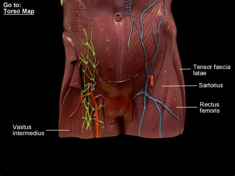 The main torso muscles in human body viewed from the front (anterior view) are as follows: N2 Torso: Thigh